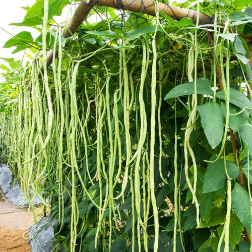 Frijol medidor - semillas de frijol resistentes jardines de rocas espárrago, caupí semillas hortalizas orgánicas, variedades tradicionales verdes orgánicas 25semillas