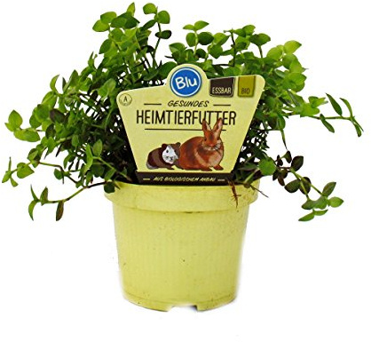 Callisia repens Vitalfutter für Kaninchen Reptilien 12cm Topf