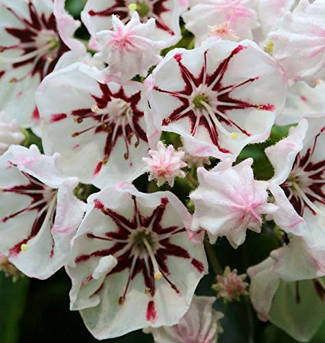 Berglorbeer Peppermint 25-30cm - Kalmia latifolia - lebende Gartenpflanze aus den Baumschulen