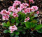 Semillas de flores de bergenia rosadas, 100 unidades para plantar
