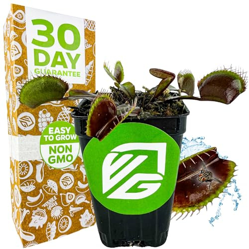 Akai Ryu Venus Fly Trap (Red Dragon) Live Plant - Dionaea muscipula by Wellspring Gardens - Unique Plant - Red Venus Fly Trap - Rare Starter Plant (1-Pack)