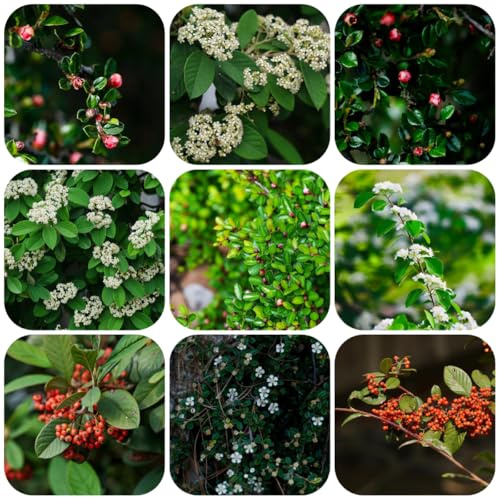 semi di cotoneaster nano da tappeto Semi di balcone, interno esotiche resistenti, ornamentali resistenti arbusti, arbusti decorativi 350pcs