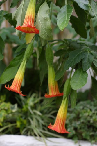 Seedeo Engelstrompete gelb - orange - Brugmansia sanguinea 10 Samen