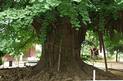 1 kg Ginkgo biloba Samen -Frisch-