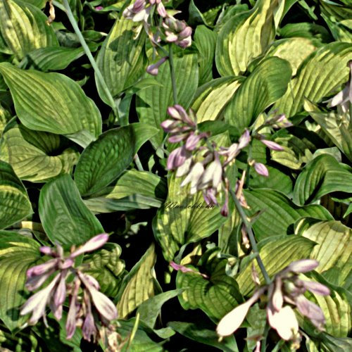 Staudenkulturen Wauschkuhn Hosta Hybr. 'Elisabeth Campbell' - Funkie - Staude im 11cm Topf