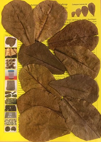 garnelenshop24de 10 Stück Original Seemandelbaumblätter 10cm Catappa Leaves - TOP Qualität - 10-1000 Stück (10)
