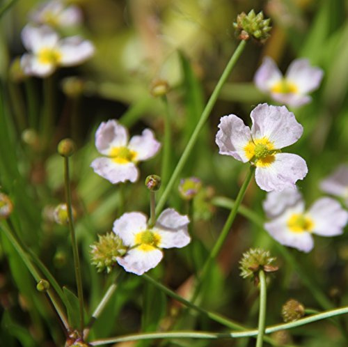 WASSERPFLANZEN WOLFF - Baldellia ranunculoides - Igelschlauch, hellrosa - heimisch - winterhart - QUALITÄTSSTAUDE durchwurzelt im 9x9 cm Topf