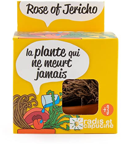 Radis et Capucine - Set mit Rose de Jericho Wüstenpflanze zum Wiederbeleben mit Wasser