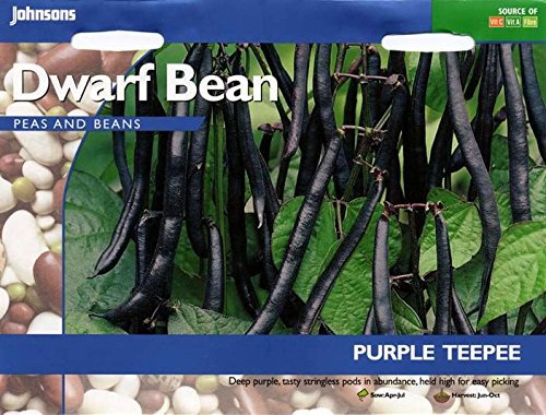 Johnsons Seeds - Pictorial Pack - Vegetable - Dwarf Bean Purple Teepee - 100 Seeds