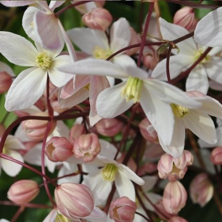 Clematide Hendersonii Rubra (Pianta Sempreverde) - Vaso 1,5 litro (Pianta rampicante - Clematis sempreverde - Pianta adulta) - Muri e recinzioni, Pergola, Balconi e terrazze | ClematisOnline