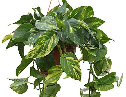 Planta de interior para el hogar o la oficina -Scindapsus aureus - Ivy del diablo en maceta colgante