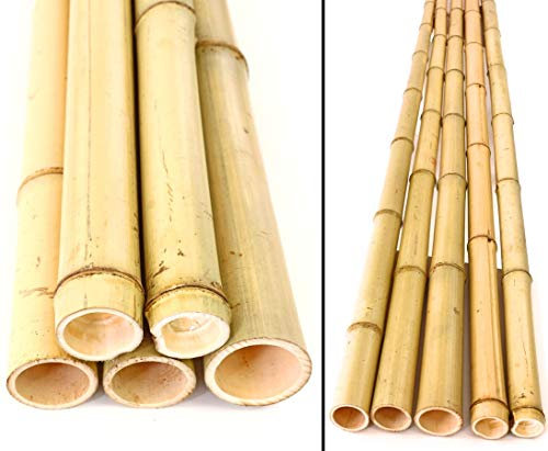 bambus-discount.com 5er Set Bambusrohr ca. 600cm Moso gelb Gebleicht mit 4,8-6cm Durchmesser - Bambusstangen Bambusstäbe ca. 6m lang (BAYS6005)