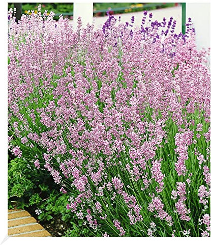 BALDUR Garten Duft-Lavendel 'Rosa' echter Lavendel, 3 Pflanzen Lavandula angustifolia Duftlavendel, winterharte Staude, trockenresistent, mehrjährig, bienenfreundlich und schmetterlingsfreundlich