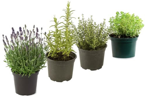 DECOALIVE Set Lavanda, Romero, Tomillo y Tomillo Limonero Hierbas Aromáticas, Multicolor