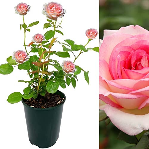 Rose Bush Souvenir de Baden Baden - Floribunda Pink Rose Bush for The Garden in a 3Litre Pot (1)