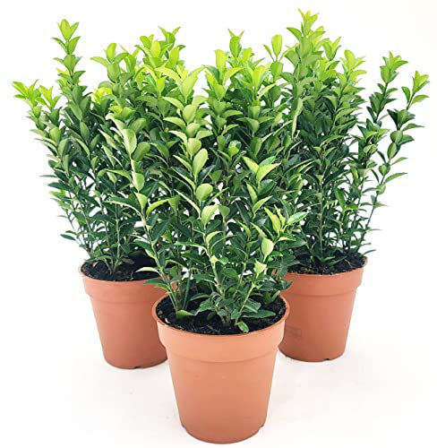 POWERS TO FLOWERS - EUONYMUS GREEN SPIDER, 3 PIANTE, BUXUS, BOSSO, VASO 13CM DIAMETRO, piante vere