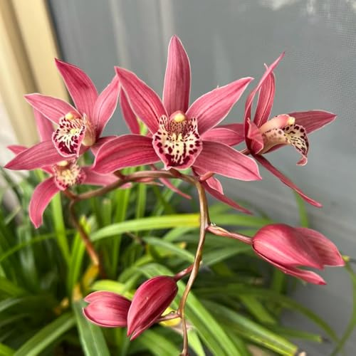 semillas de orquideas raras - interior resistentes decoracion 180pcs