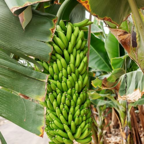 semi di banana, semi di banano, da balcone resistenti semi di esotiche fresca 150pcs
