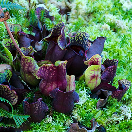 Semi di Nepenthes - vecchie varietà da appartamento facili da curare resistenti in vaso esterno prodotti sostenibili carnivoro carnivora serre balcone 150pcs