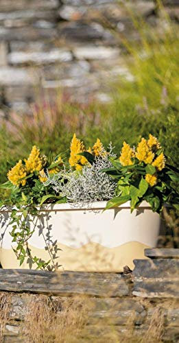 Plastia s.r.o. Blumenkasten Bewässerungskasten 'Mareta' 60 u. 80cm mit Selbstbewässerung, Farbe:Hell+dunkel-Elfenbein, Größe/Durchmesser:80 cm
