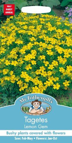 Mr. Fothergill's Lemon Gem Tagetes Marigold Flower Seeds