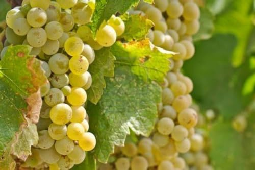 Barbatelle piante di Uva Vite da vino Bianca, Piante di I scelta innestate (Chardonnay)