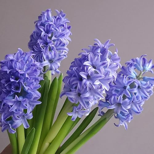 2zwiebeln hyazinthen - blumenwiese blühwiese mehrjährig, topfpflanzen decoration, zimmerpflanzen deko zimmerbonsai bodendecker