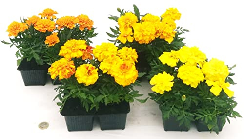 POWERS TO FLOWERS - TAGETE POKER: ARANCIONE, GIALLO, GIALLO ANTICO, ARANCIO BICOLORE, GAROFANO D'INDIA, 16 PIANTE, piante vere
