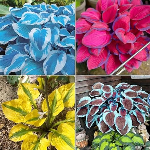 Hostas Bulbs for Planting UK Strong Plants That Grow Well Golden Jade Carving Feels Beautiful Garden Planting Now Greening Good for Containers Perennial-10Bulbs-greenC