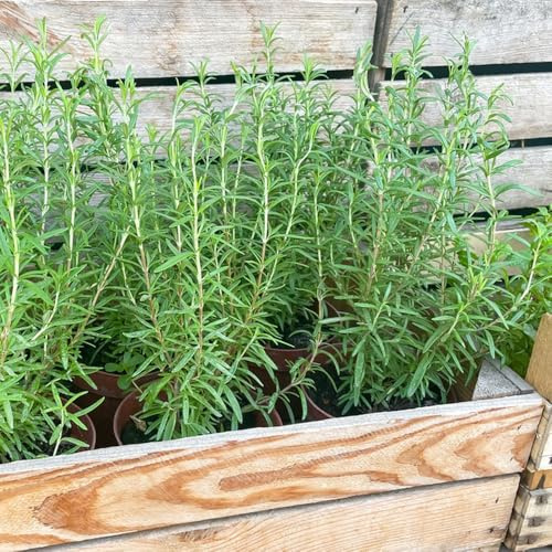semillas de romero orgánicas - balcón jardín decoración resistentes 150pcs