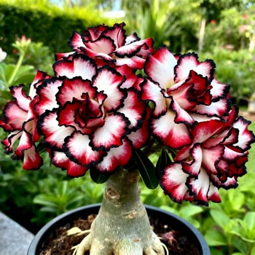 Bulbi di rosa del deserto Resistenti e Ideali per Balconi e Giardini-1 bulbi-I