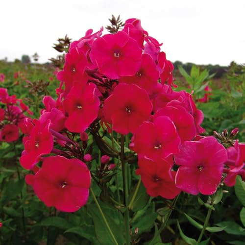 Bedwen Garden Phlox 'Red Riding Hood' 2L Plant – Compact Perennial with Vibrant Cherry‑Red Flowers for Borders, Pots & Summer Colour