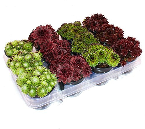 Exotenherz Hauswurz - Set aus 12 verschiedenen Sempervivum-Sorten