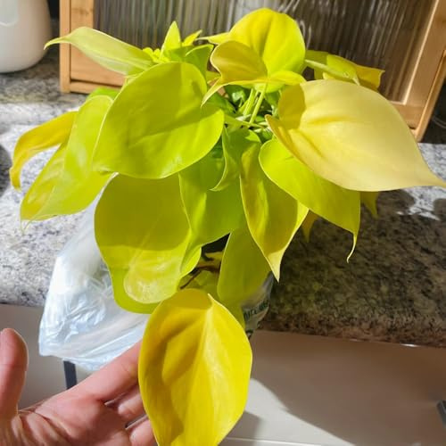 d'appartamento pothos rara decorazione murale verde rampicante rampicante sempreverde da balcone in vaso, da ombra giardino, viti, decorazioni giungla 200semi