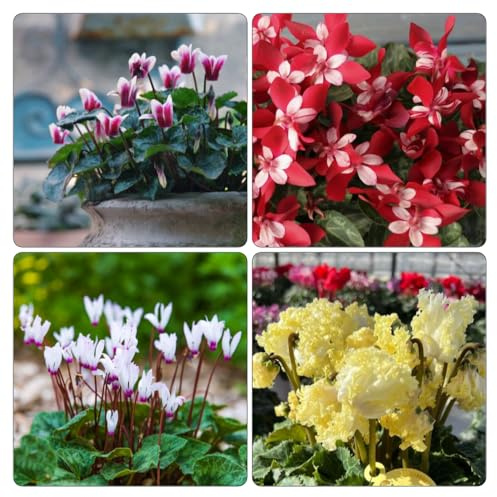 Ciclamino estivi decorazione serre balcone semi di giardino precoce vaso di al coperto semi 600pcs
