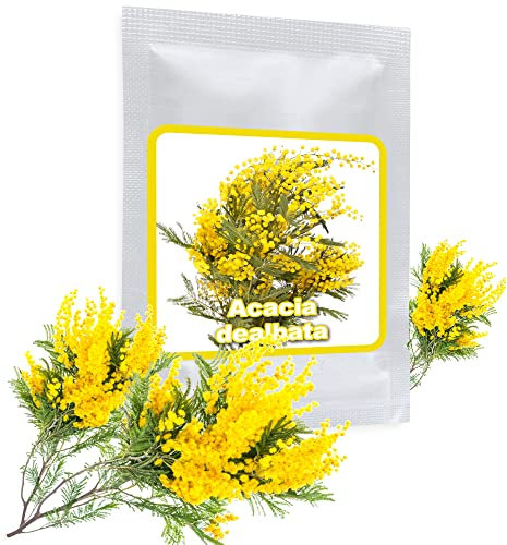 25 graines de Mimosa d'hiver/Acacia Dealbata/un noble plante méditerranéen pour maison, jardin, terrasse et balcon