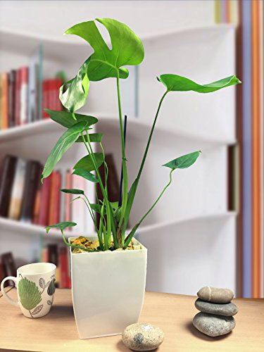 1 Monstera Evergreen Swiss Cheese Plant en pot blanc brillant Milano Maison Bureau
