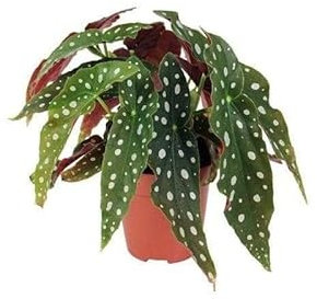 Begonia Maculata o Begonia Bambú Natural Planta Ornamental Ideal para Decorar el Hogar