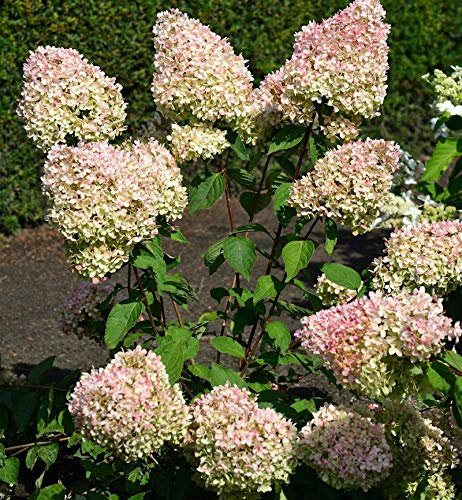 Rispenhortensie Grandiflora 80-100cm - Hydrangea paniculata - lebende Gartenpflanze aus den Baumschulen