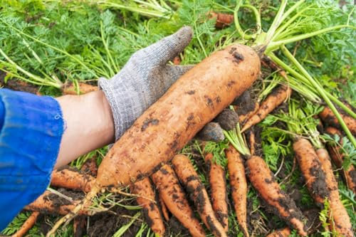 1000 Samen Riesen Möhre Herbst King Flakkeer Typ Riesen Gemüse Karotten