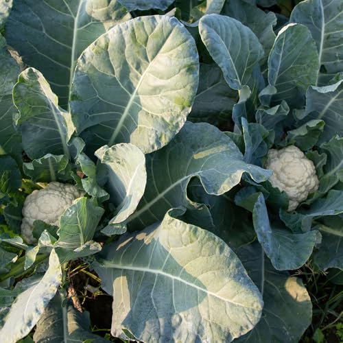 Cauliflower All The Year Round Seeds – Reliable Heirloom Variety – Hardy & Versatile – Fresh Tasty Vegetables – for Your Kitchen Garden