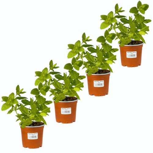 Hierbabuena Aromática |Pack 4 Plantas | DECOALIVE Planta de Menta Hierba Buena Comestible