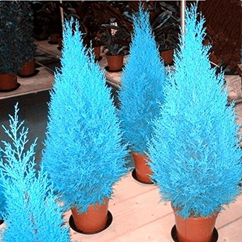 New Fresh 20 pezzi semi di cipresso blu