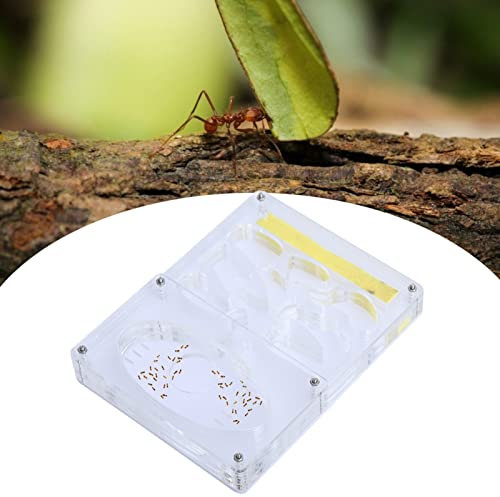 Transparent Acrylic Ant Farm, Customizable Ant Observation Box, Eco-Friendly Ant for Pet Ants, Ant Farm Paradise