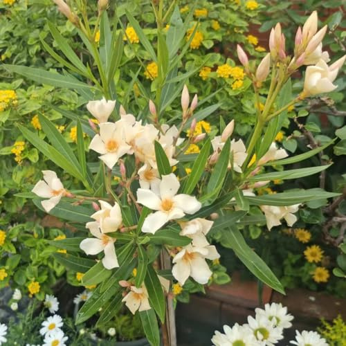Semi di oleandro - semi di selvatici resistenti decorazioni giardino per esterni resistenti per giardini rocciosi i luoghi soleggiati 6pcs