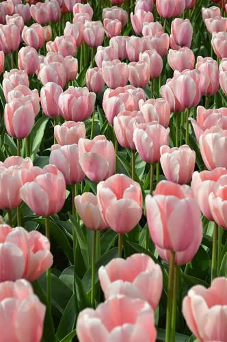 10Pcs Tulip Bulbi Giardini Piantare Stile Esotico Fiori Indispensabile Giardinaggio Decorativo