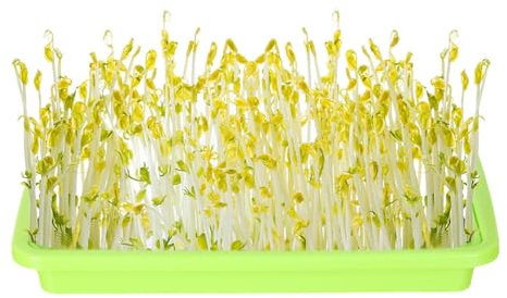 Pflanzen-Kinderzimmer-Tablett, Sprouter-Tablett - Pflanzentablett, Setzlingstablett, Anzuchttablett | Microgreens Pflanzenvermehrungsschalen, gesundes Weizengras-Züchter-Sprossenbehälter-Set für drinn