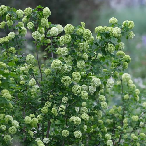 Semi di ortensia palla di neve, rare decorazione floreale semi giardino esotiche biologici estivi arbusti fioriti resistenti regali 40pcs