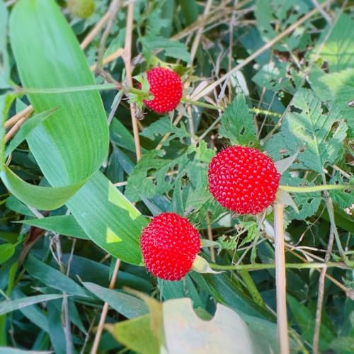 semillas de fresa silvestre jardín resistentes orgánico, 130pcs