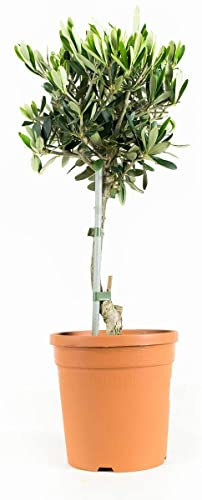 Árbol de Olivo | DECOALIVE | Planta Natural | Altura ±45cm | Ideal para Decorar